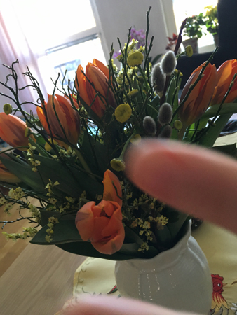 Orange o bruna tulpaner vide blåbärsris och Annas fingrar