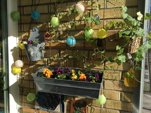 Penséer och murgröna på ena kortsidan balkongen 15 april 2021