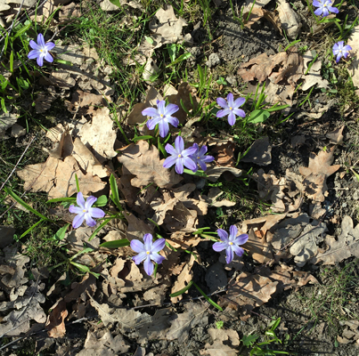 Vårblommor bland höstlöv