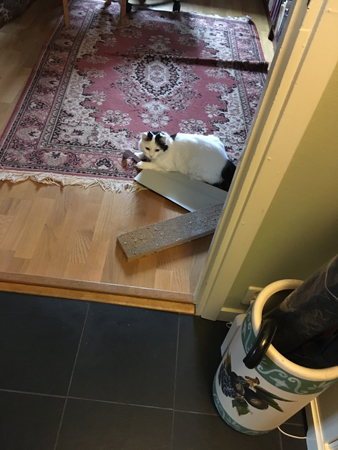 Citrus har rivit sönder klösbrädan i papp