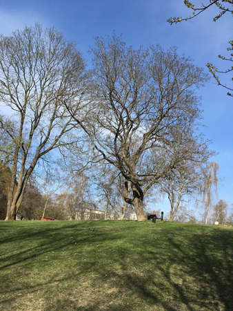 Fd pulkabacke i Höganäsparken