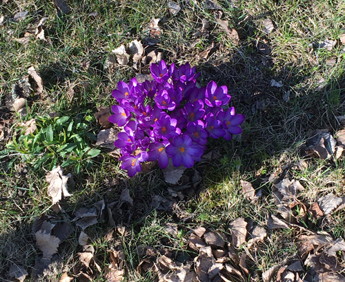 Krokus påskdagen Höganäsparken