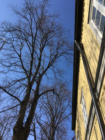 Träd mot blå himmel vid gult hus