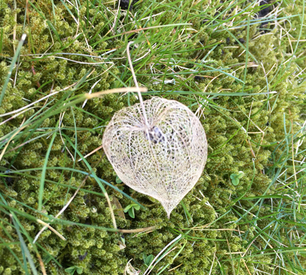 En frölykta i gräset