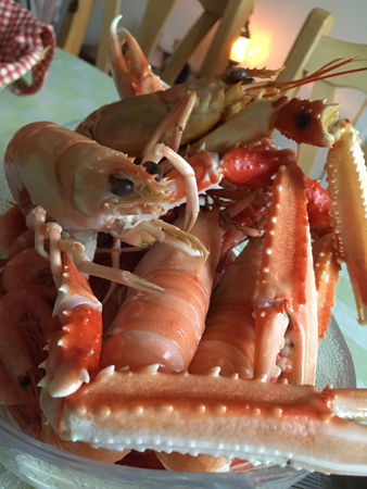 Havskräftor närbild