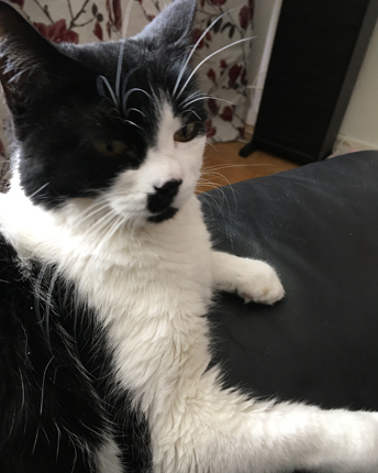 Mini med vinterpäls