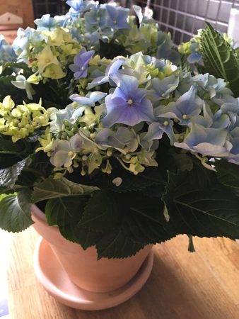 Blå hortensia från L och J