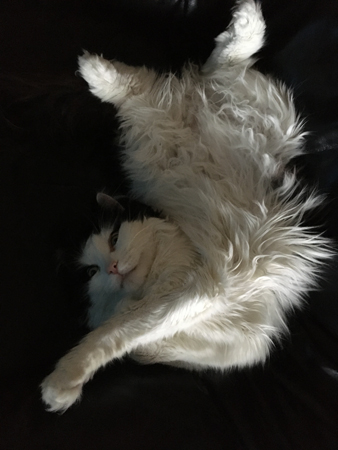 Lucifer sover m öppna ögon i Annas fåtölj