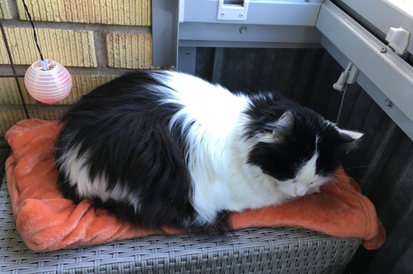 Lucifer sover på orange filt på balkongen