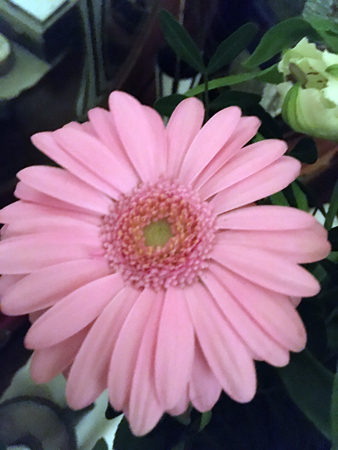 Gerbera rosa