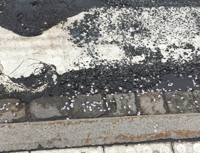 Blomblad vita på marken