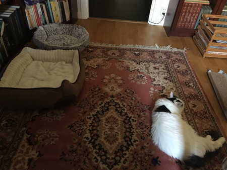 Citrus på mattan i Bokrummet