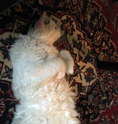 Citrus under soffbordet