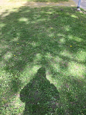 Grönt monster min skugga på gräs