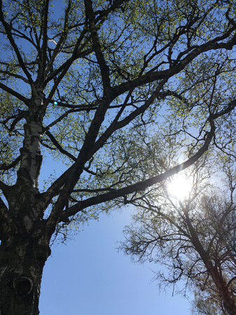 Mörkt träd mot blå himmel