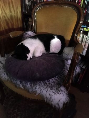 Mini sover i f d hallstolen