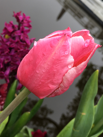 Tulpan med droppar St Olofsbron