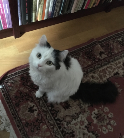 Citrus väntar på mattan i Bokrummet