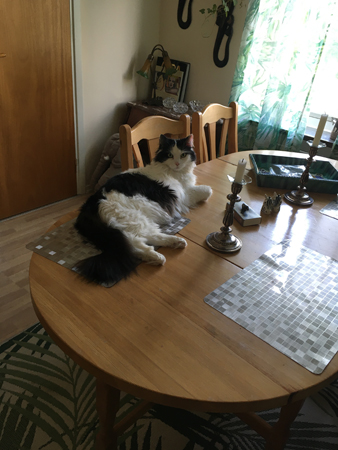 Lucifer på matbordet i Djungelrummet