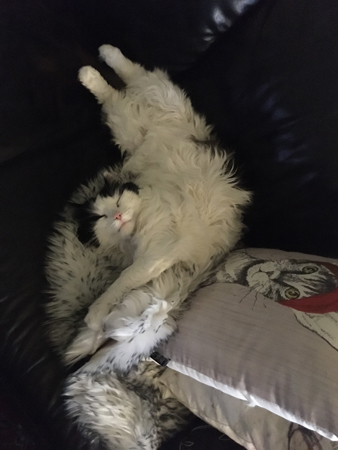 Lucifer utsträckt i soffan