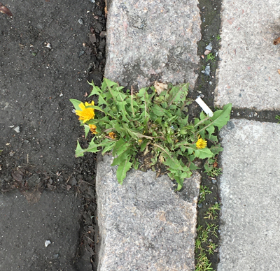 Maskros mellan gatstenarna