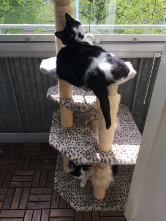 Mini och Lucifer på klätterpelaren på balkongen