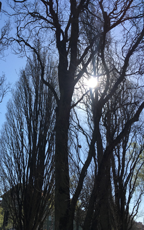 Smalt mörkt träd mot blå himmel