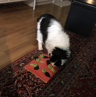 Lucifer nosar på ny leksak