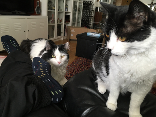 Lucifer och Mini vill smaka glass