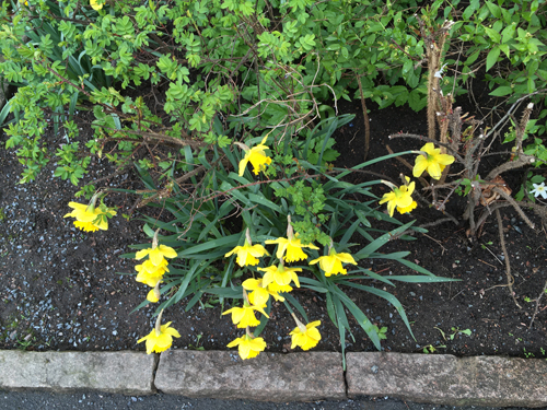 Påskliljor i rabatterna