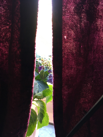 Sol och växt skymtar bakom gardinen