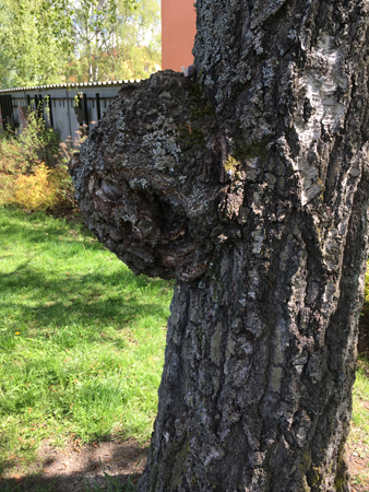 Träd med utbuktning