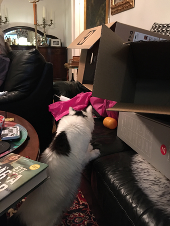 Citrus vill hoppa in i en låda