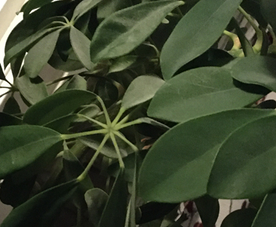 Grön växt Grön växt