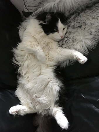 Lucifer fredagsslappar