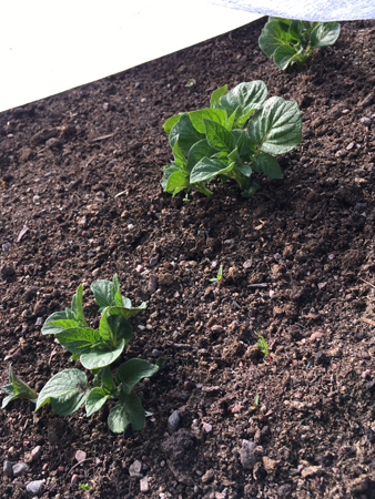 Potatis på gång i Slottsträdgården