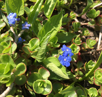 Blå blommor och grönt