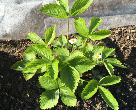 Smultronplantorna blommar