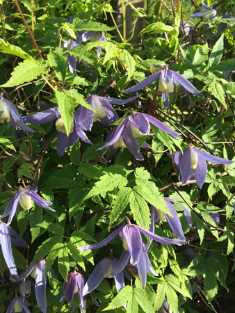 Klematisen vid groggverandan