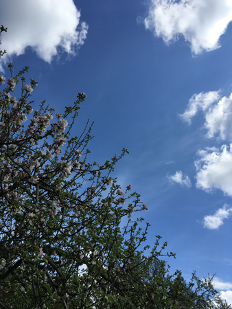 Äppelblom mot blå himmel med små lätta moln