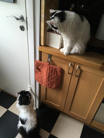 Tisslingarna vet var maten finns