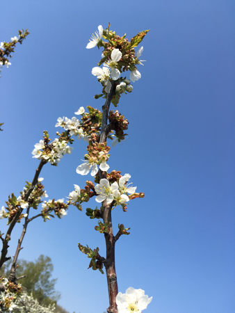 Körsbärsgren med blommor mot blå himmel