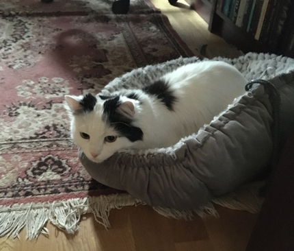 Citrus provligger korgen