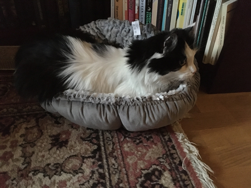 Lucifer provligger Citrus korg