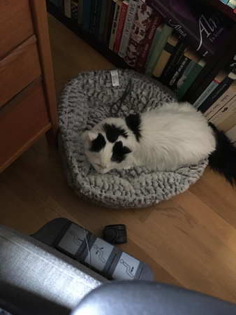 Citrus i sin nya korg