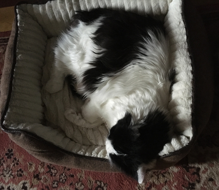 Lucifer i stora korgen i Bokrummet