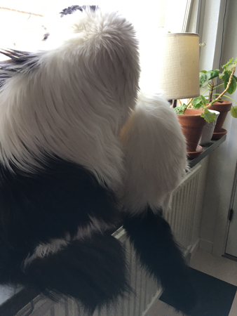 Lucifer och Citrus trängs i köksfönstret