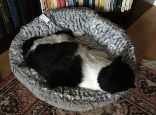 Mini i lilla korgen med ryggen ut mot Bokrummet