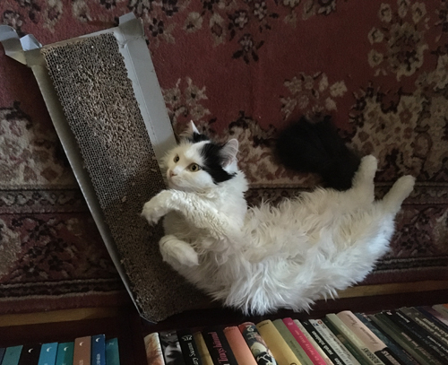 Citrus på klösbrädan