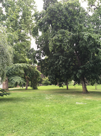 Grönt i universitetsparken